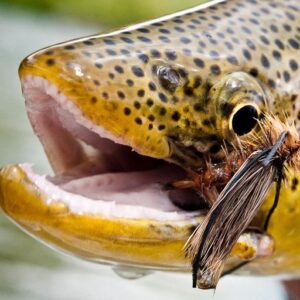 August 16-21, 2024 Green River Fly Fishing Report & Water Release Flows From Flaming Gorge Dam Wild Green River Brown Trout Trophy