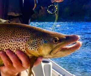 Green River Fishing Guides Report & Water Flow Flaming Gorge Dam Kype jaw male Green River Brown Trout Dutch John Resort Green River