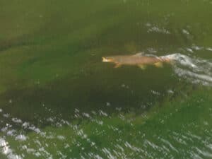 Green river fly fishing guides with trophy wild brown trout ready to br safely released back into the green river.