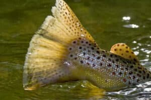 Huge Brown Trout Spotted Tail is safely released back into the green river by Dutch John resort.