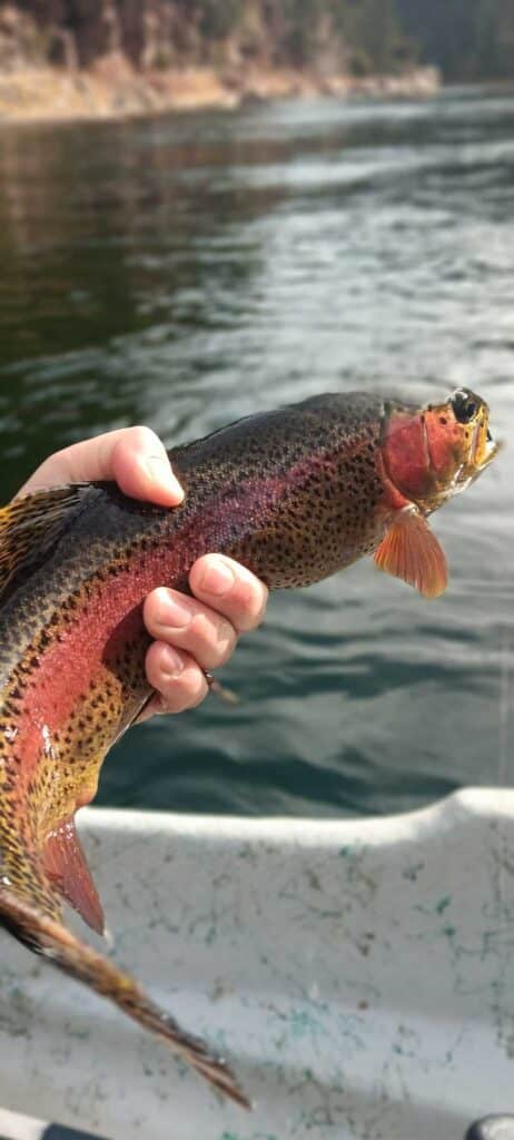 Fishing Guides